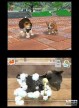 Nintendogs: Shiba & Friends [DS]